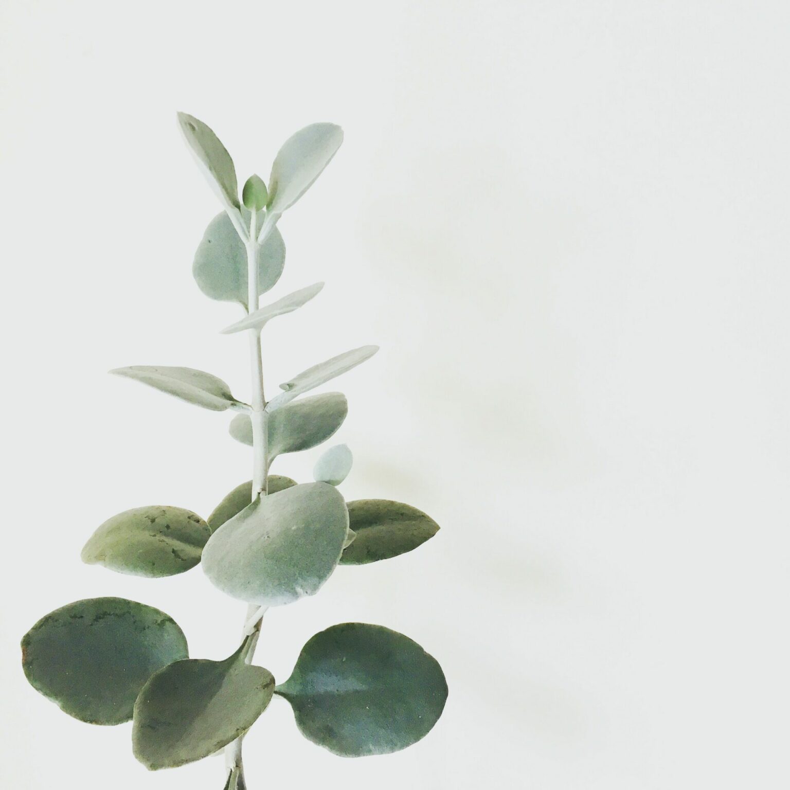 Détail végétal apaisant – sophrologie hypnose Andernos