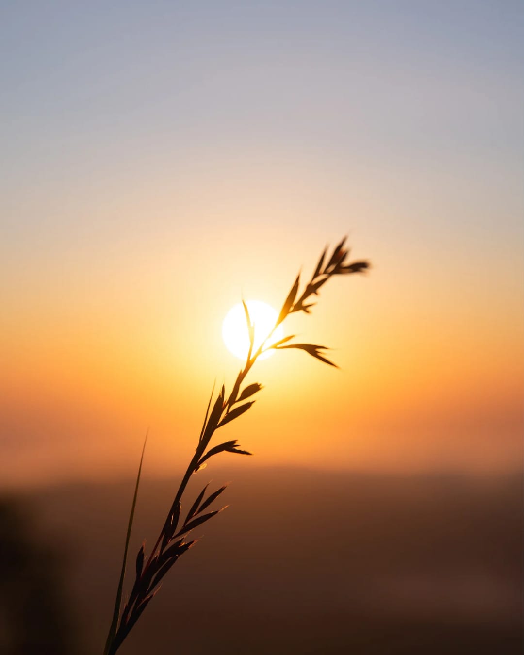 Gros plan sur une herbe haute au coucher du soleil, couleurs orange et noires – ambiance calme et crépusculaire